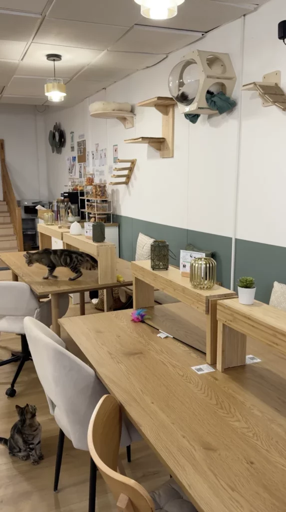 Koneko Work - un espace de coworking avec des chats à l'adoption à Paris
