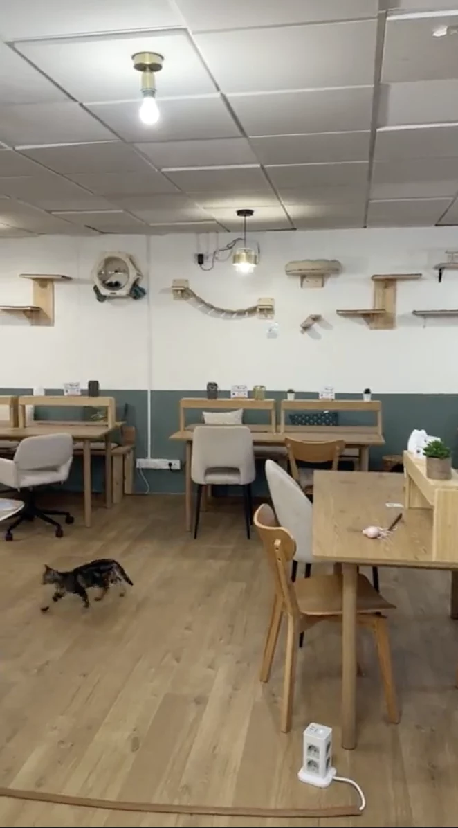Koneko Work - un espace de coworking avec des chats à l'adoption à Paris
