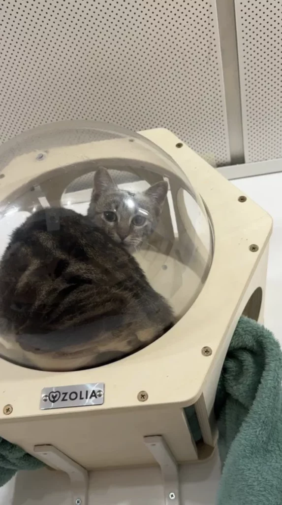 Koneko Work - un espace de coworking avec des chats à l'adoption à Paris