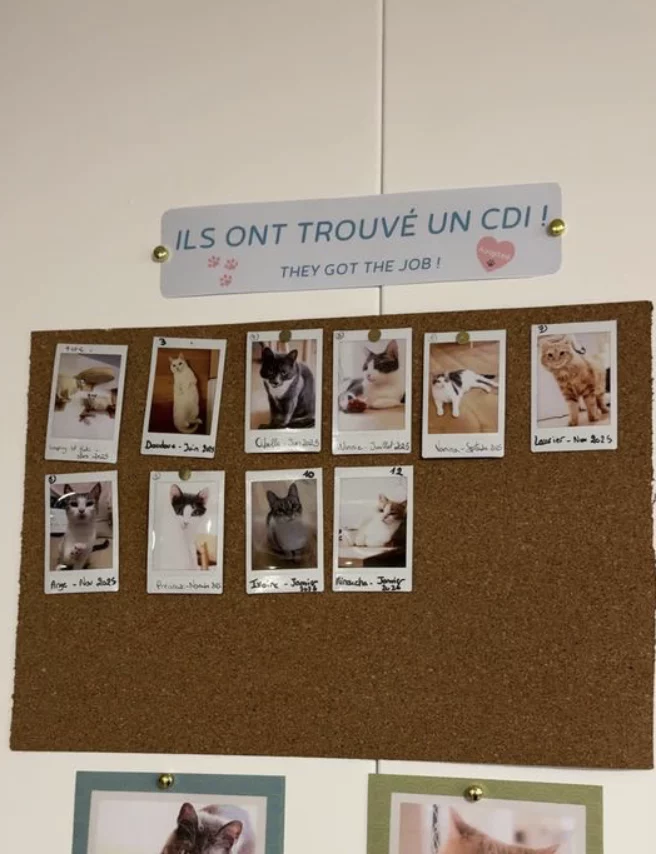 Koneko Work - un espace de coworking avec des chats à l'adoption à Paris